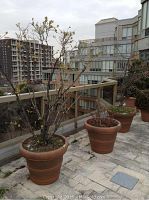 Three large potted trees on a balcony with buildings in background