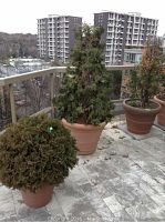 Photo showing three potted cedar trees on a balcony: one larger vertical tree and two smaller rounded trees in terracotta pots