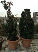 Two cedar trees in large terracotta pots on a patio with an urban background, showing plant size and condition.