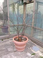Large bare tree in a heavy terracotta pot on balcony with stone tile flooring.