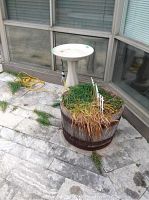 Wooden half barrel planter filled with greenery next to white plastic bird bath with attached yellow extension cord on outdoor stone tile patio.