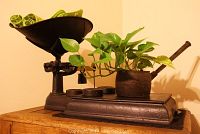 Antique black cast iron fruit/grocery scale with four cast iron weights and green cloth placemats on top, displayed on wooden surface with plant decoration.