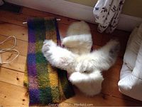 Photo showing two white fur collars and multicolor throw laid on the floor near a wall and window curtain.