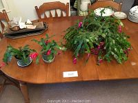 Photo showing all three Christmas cactus plants on a wooden dining table, two small ones in plastic pots with saucers and one larger one in a pink woven basket, featuring green segmented leaves and pink flowers.