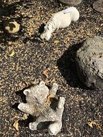 Photo of light-colored hippo and textured raccoon garden sculptures placed on a bed of dry leaves and small stones among rocks and garden foliage, showing wear and outdoor patina.
