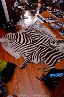Full view of the irregularly shaped cow hide rug painted with a zebra pattern laid on a hardwood floor, with visible bold black stripes on white hide.
