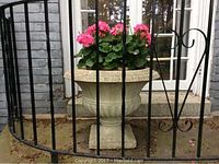 Front view of large cement garden urn with flowers, showing size and placement on stone base, behind a metal fence.