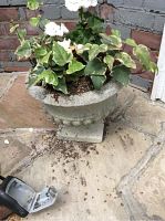 View of a small cement urn planter with ivy and white flowers on a stone patio, showing soil and a handheld garden tool nearby.
