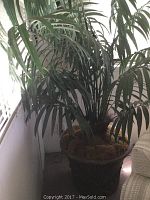 Faux palm tree in black pot with natural fiber base. Tree is 68 inches tall with green palm fronds. Light dust visible on leaves and pot.