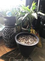 Two live green plants, large black planter with substrate, ceramic zebra print stand with smaller pot on top, potting soil bags behind