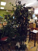 Four Ficus plants displayed indoors with background furniture and lamps, showing size and leaf detail.