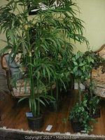 Photo showing two tall faux palm plants with elongated leaves and two smaller faux ivy plants with broad leaves set against a living room background.