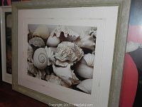 Framed print showing a close-up of various seashells in beige and white with matted border and light wooden frame.