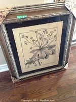 Framed Sterculia Platanifolia botanical print showing detailed illustration with silver ornate frame and black mat.