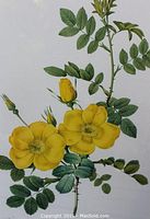 Close-up of yellow rose blossoms and green foliage illustrating hand coloring and stipple engraving detail