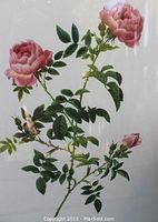 Close-up of pink rose blossoms and foliage
