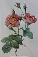 Close-up of colored rose engraving showing two pink blooms, buds, and green foliage.