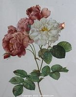 Full view of the print without frame showing hand-colored rose illustration on paper