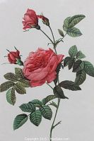 Close-up of colored rose illustration