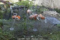 Photo showing multiple wire mesh crab traps with orange fishing buoys and a coiled rope placed on grass outdoors.