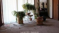 Wide view showing several plants on the floor and on plant stands near vertical blinds, with visible soil and debris on the carpet.