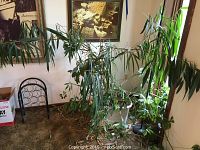 Photo of two large indoor plants with narrow long leaves placed near a wall and window