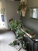 Wide view of multiple potted plants and hanging planter on black metal stand along hallway with beige carpet