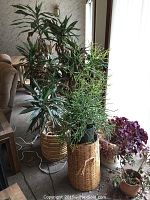 Wide view showing Euphorbia tirucalli, Dracaena, and other plants near window with natural light