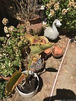 Wide view showing several empty pots, potted plants, and concrete goose statue in garden setting with dry grass and soil