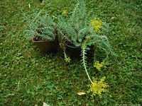 Two pots of Sedum plants displayed on grass with visible fleshy green leaves and yellow flowers.