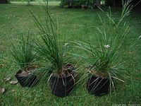 Three black plastic pots each containing ornamental ornamental grasses on grass lawn.