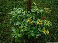 Sedum plant showing variegated green and yellow-edged leaves with yellow flowers in outdoor grass setting.