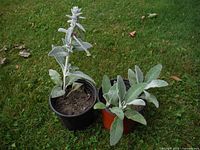 Two potted Lamb's Ears plants standing on grass. One plant is taller with a flower spike showing light purple flowers. The other is smaller with just leaves.
