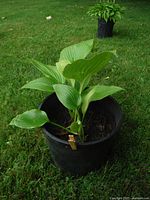Medium-sized green Hosta plant in a black pot placed on grass. The leaves are broad and healthy with a smooth texture.