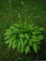 Full view of small Hosta plant with multiple green leaves and flower stalks starting to bloom.