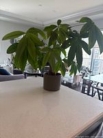 10-year-old Money Tree plant with woven trunks in a brown pot on a white kitchen island counter. Green palmate clustered leaves spread outwards. Indoor setting with natural light.