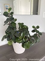 Front view of healthy Peperomia Obtusifolia plant with thick green leaves in a white ceramic pot on a dark surface.