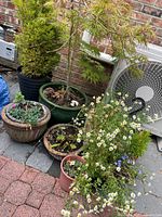 Eight outdoor potted plants grouped near a brick wall, featuring Japanese maple, evergreen shrubs, daisies, and mixed flowering plants in various pots.