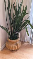 Full view of the snake plant showing tall upright leaves in rustic clay pot.