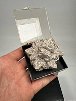 Fossil specimen held in hand inside clear display case showing the overall shape and crystal texture.