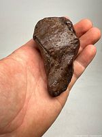 Fossilized whale ear bone held in a user's hand, showcased from one side to highlight shape and texture.