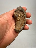 Photo showing the fossilized whale ear bone held in hand, displaying front view with textured fossil surface.