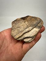 Chunk of fossilized wood held in hand, showing front surface with wood grain texture and natural color variations from brown to tan.