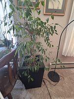 Ficus Benjamina plant shown in black wicker-look planter beside chair and lamp indoors, illustrating the plant size and condition