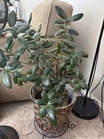 Full view of the rubber plant with broad green leaves in the decorative woven basket, placed on a black metal stand in front of a beige couch.