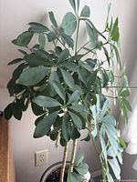 Schefflera plant with lush green foliage and stems in a black ceramic pot shown from above side angle