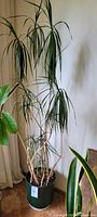 Photo of large tall Dracaena plant with multiple thin stems and long narrow leaves in a green pot against a white wall.