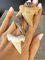 Three prehistoric shark tooth fossils displayed on a hand for scale, showing large tan, medium dark brown, and smaller white fossils.