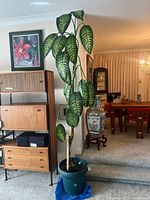 Full photo of tall Dieffenbachia plant in green pot in a living room setting, showing size relative to furniture.