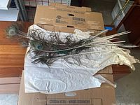 Ten authentic peacock feathers laid out showing iridescent eye patterns and natural barbs on a cardboard surface covered with white paper.